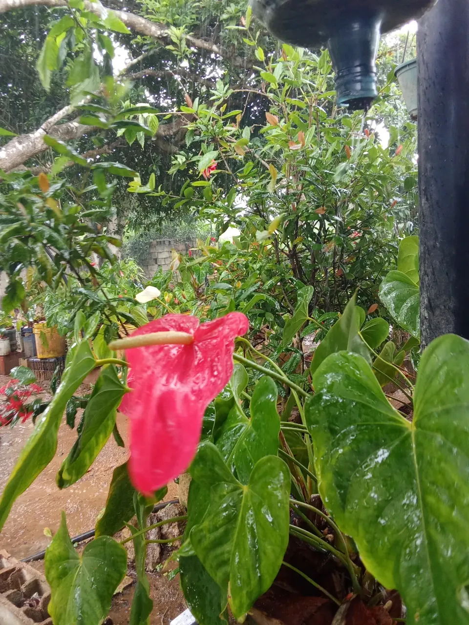 aJE01OggEO5IgBf7_1000001633.webp