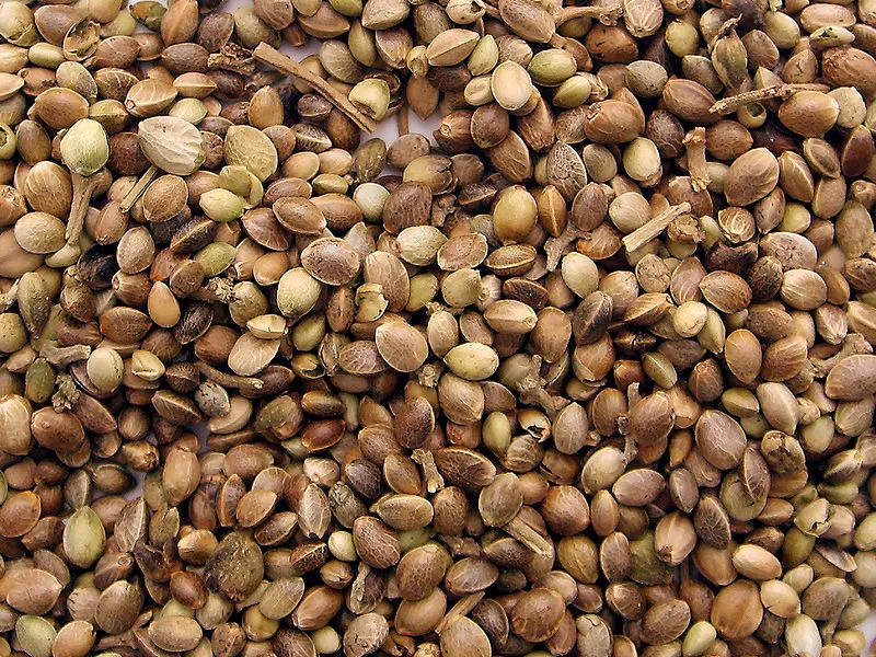 800px-Marijuana_seeds.jpg