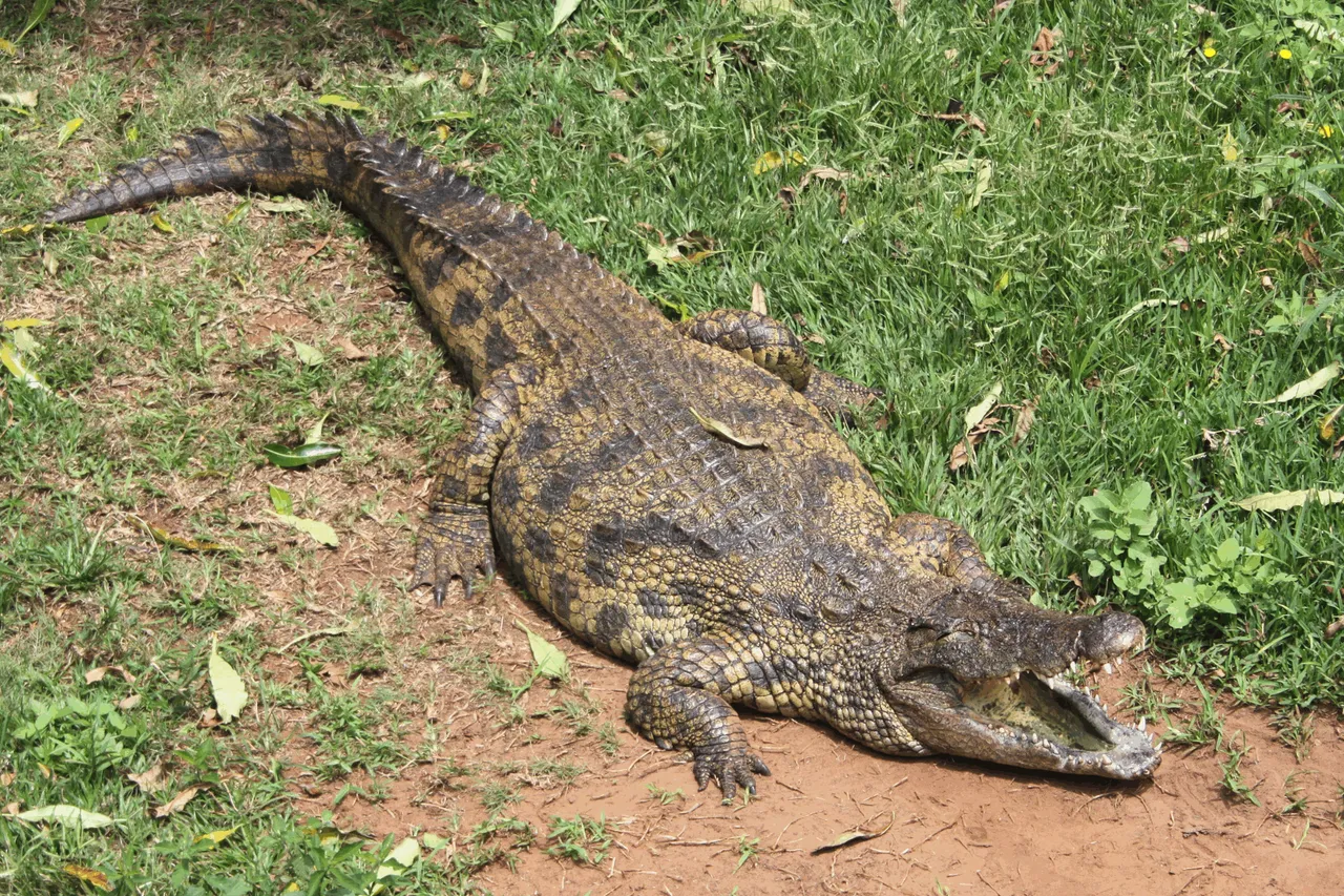 1599-Nile Crocodile.png