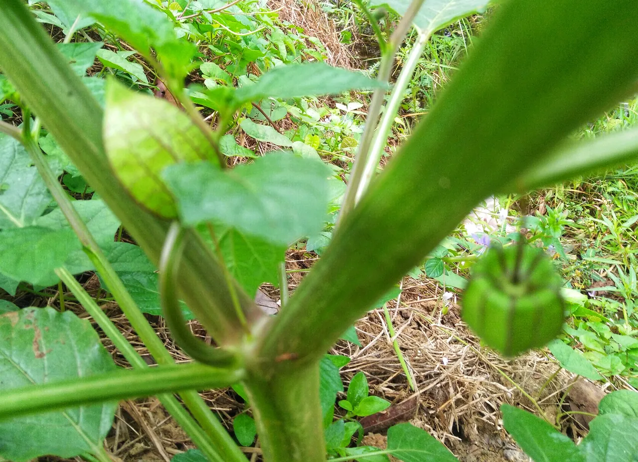 IMG20180809082242-01.jpeg