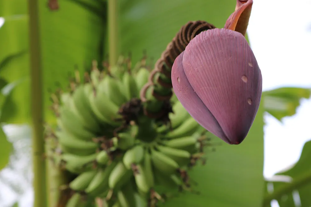 banana-bud-2018-07-20.jpg