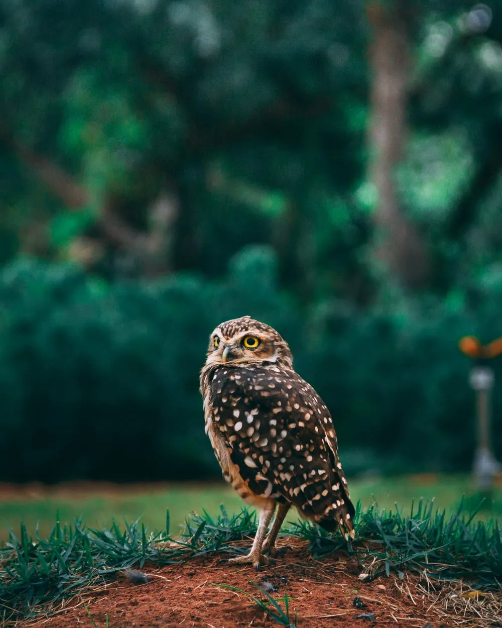 pexels-photo-2115984.jpeg