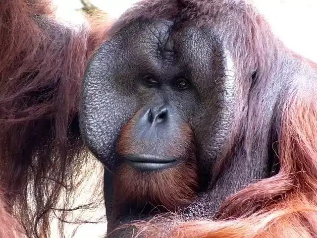 orangutan-164403__480.jpg