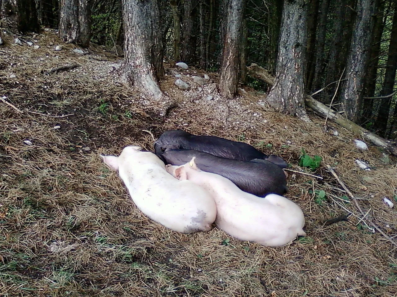 Fotografija0026 (2).jpg