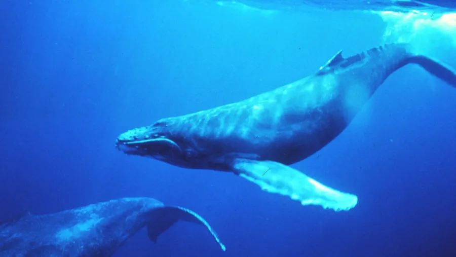 Humpback_whales_small.jpg