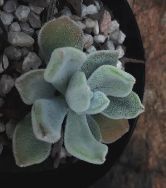 echeveria pulvinata.jpg