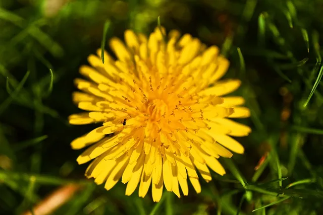 dandelion-3422837_640.jpg