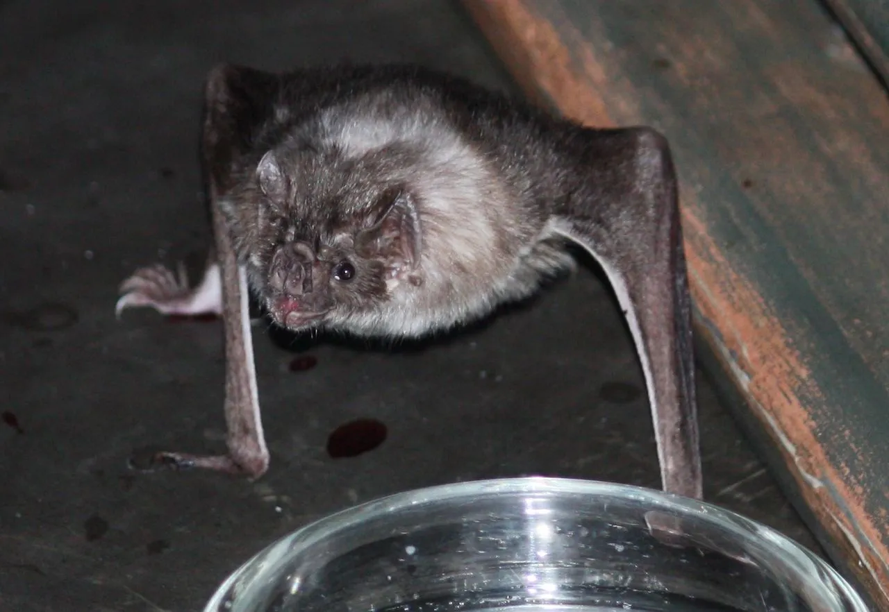 1280px-Vampire_Bat_12.jpg