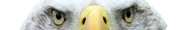 adler-2665993_640EYES.png