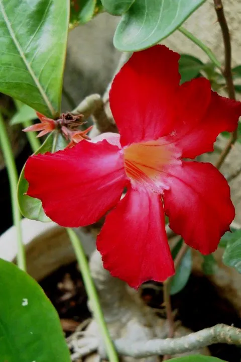 Flor del desierto.jpg