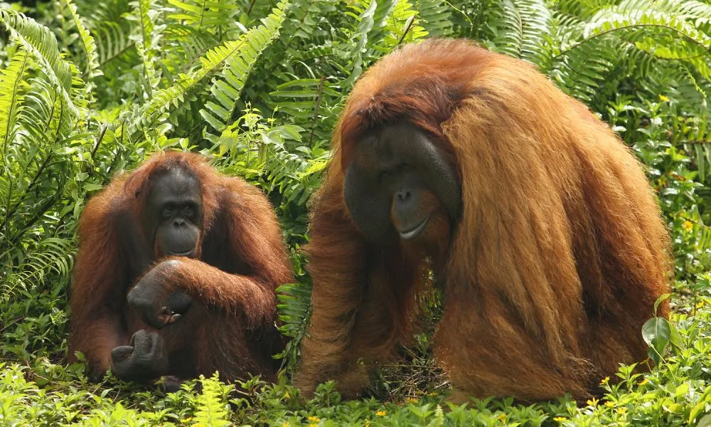 orang-utan-1-1000x600.jpg