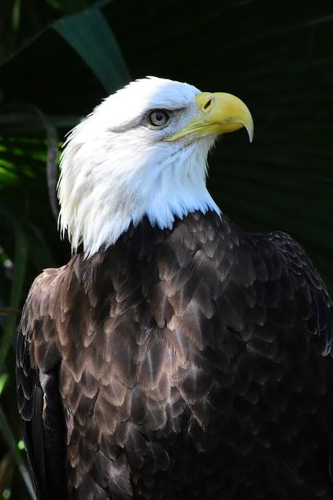 eagle-4174494_960_720.jpg