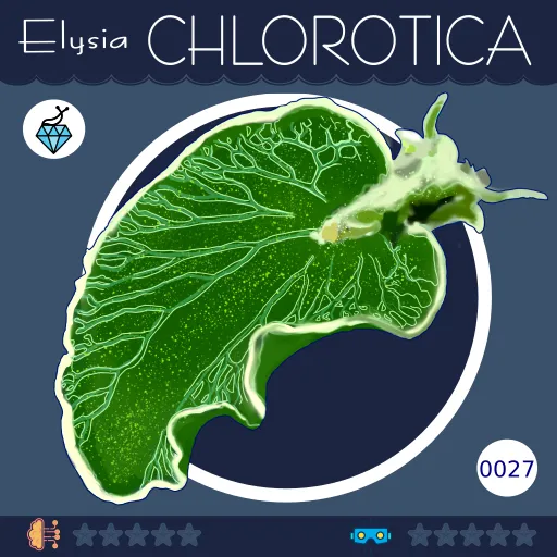 0027-ElysiaChlorotica.png