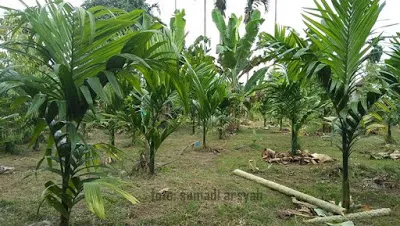 pinang-unggul-hibrida.jpg