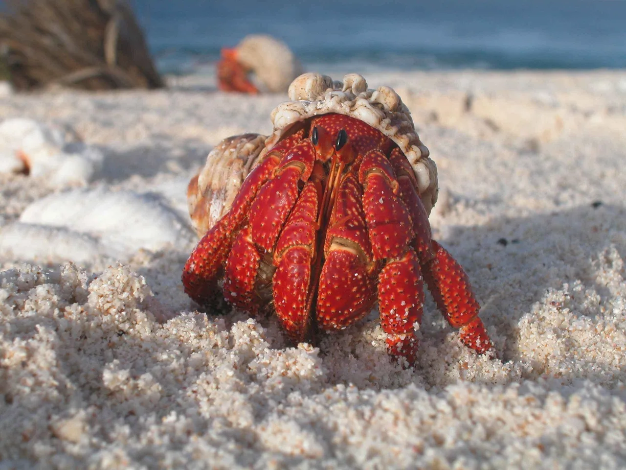 beach-claw-crab-38626.jpg