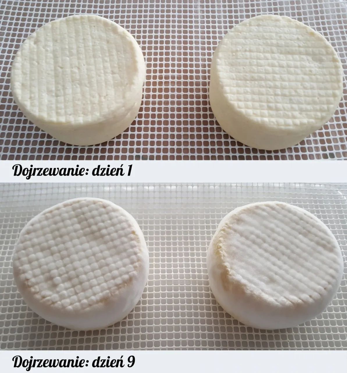 Camembert-2-1500x1610.jpg