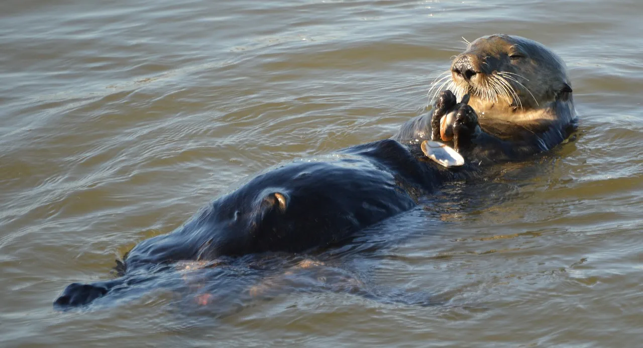 sea-otter-620093_1280.jpg