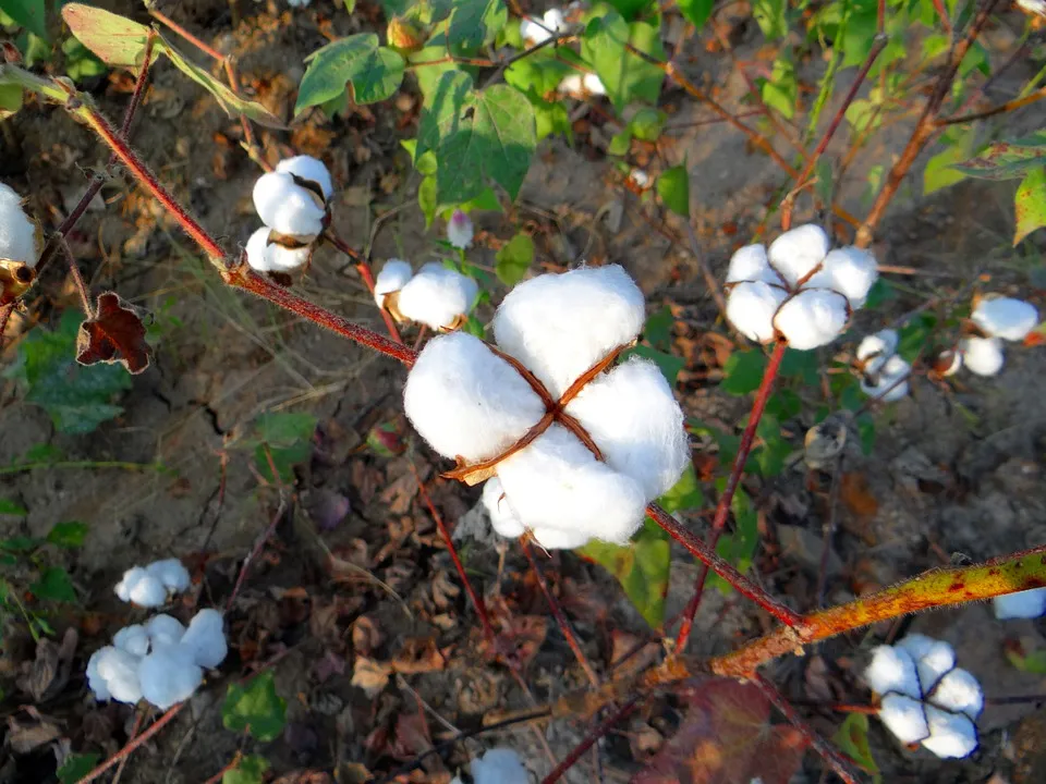 cotton-223736_960_720.jpg