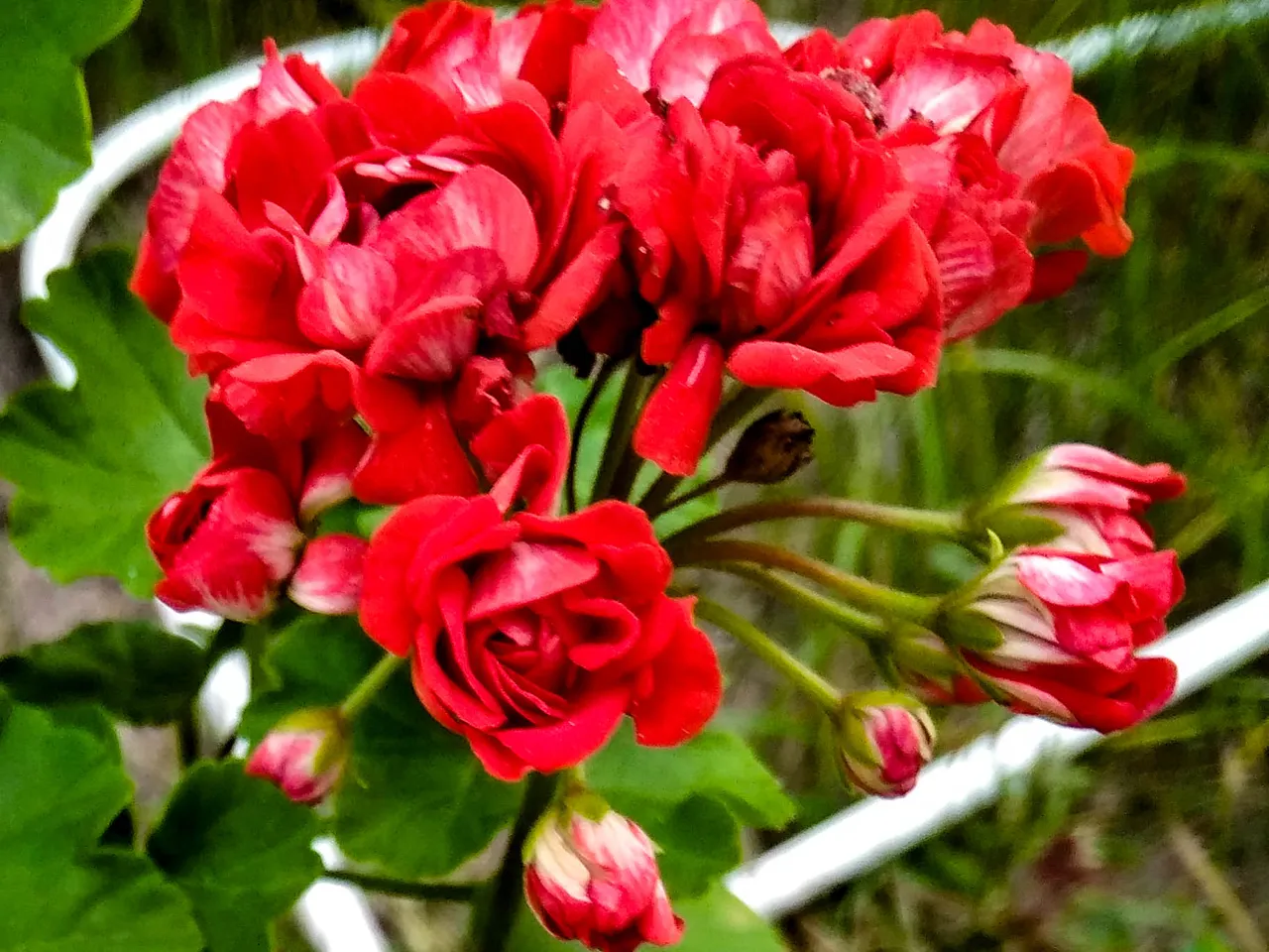 IMG_20180907_080915-2.jpg