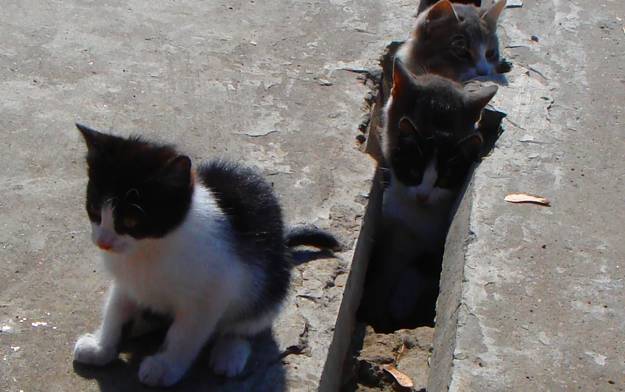 DSC01753-555555555555.jpg
