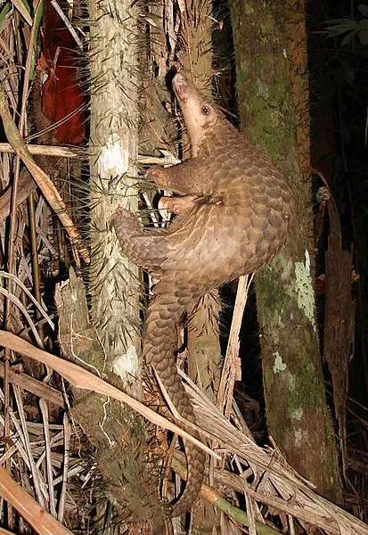 413px-Pangolin_borneo.jpg