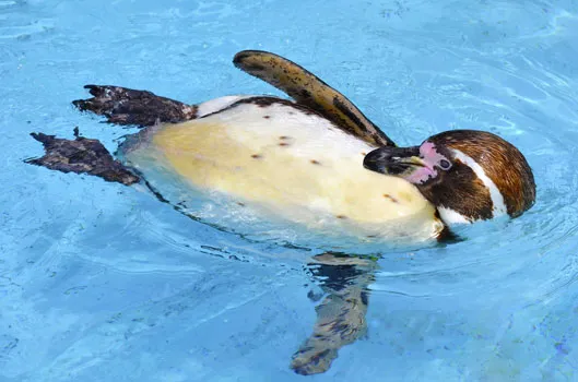 penguin-1385647_1920-.jpg