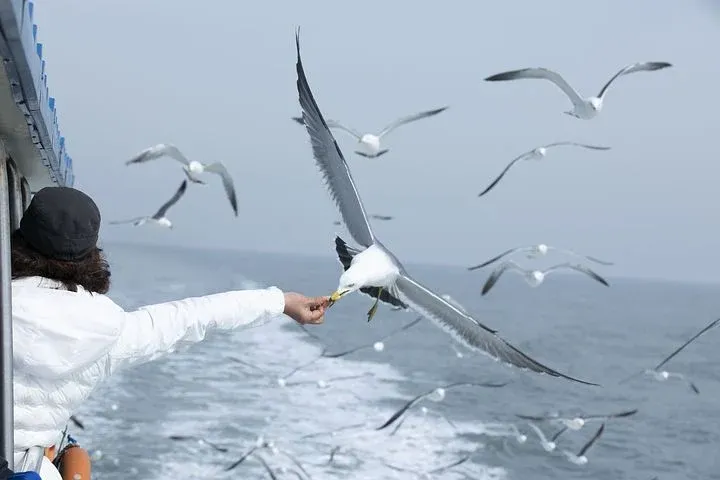 seagull-4795739__480.webp