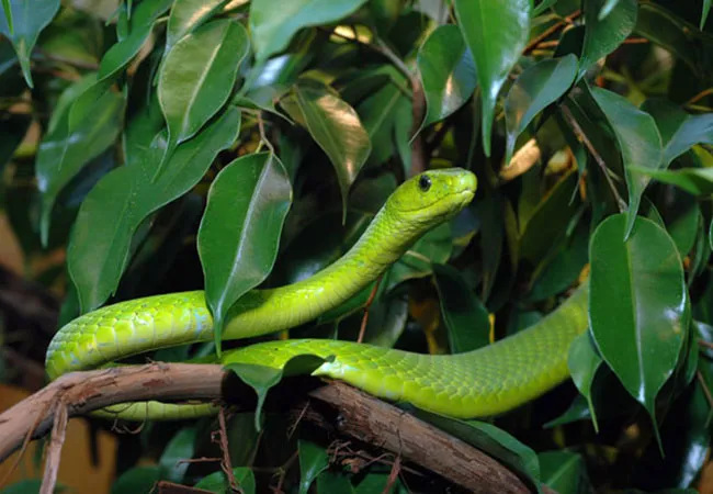 Eastern-Green-Mamba10.jpg