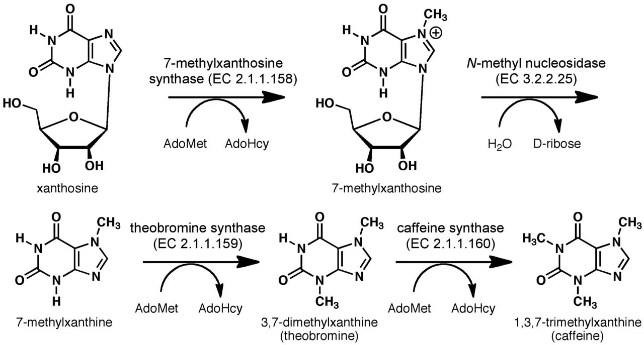 Caffeine_biosynthesis.jpg