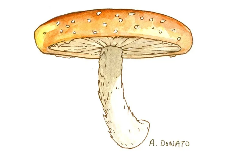 Shiitake-mushroom_3x2.jpg