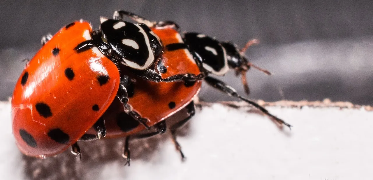 ladybugs-2206962_1280.jpg