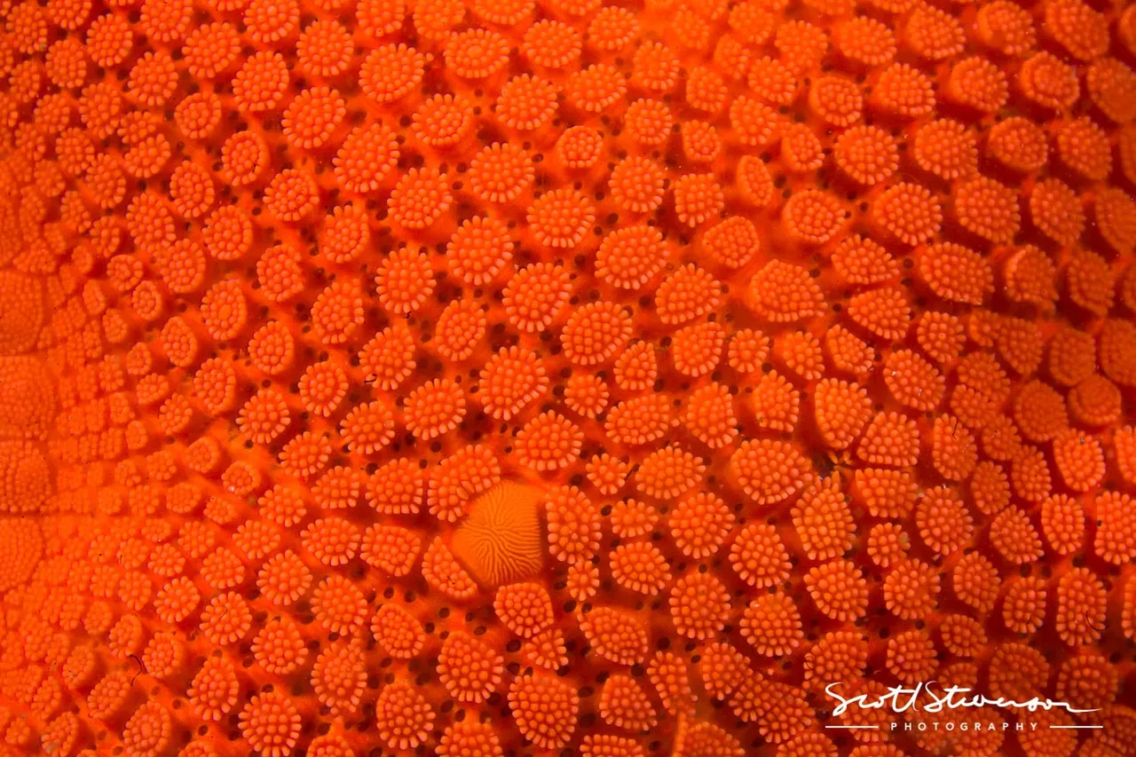 Orange Sea star-1.jpg