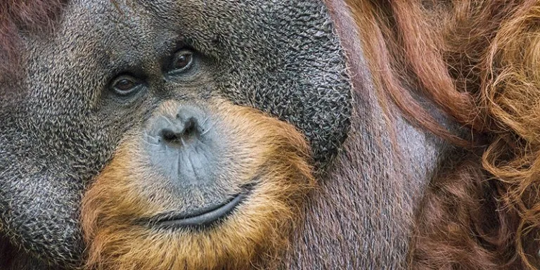 Orang-Utan-Kalimantan.jpg