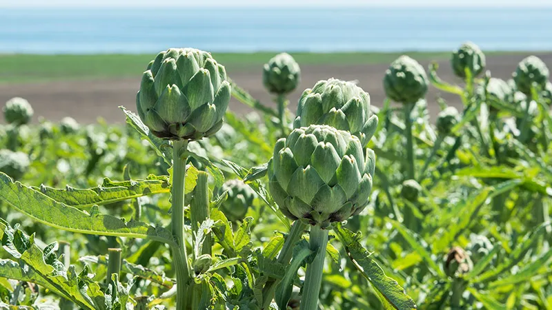 growing-artichokes-02.jpg