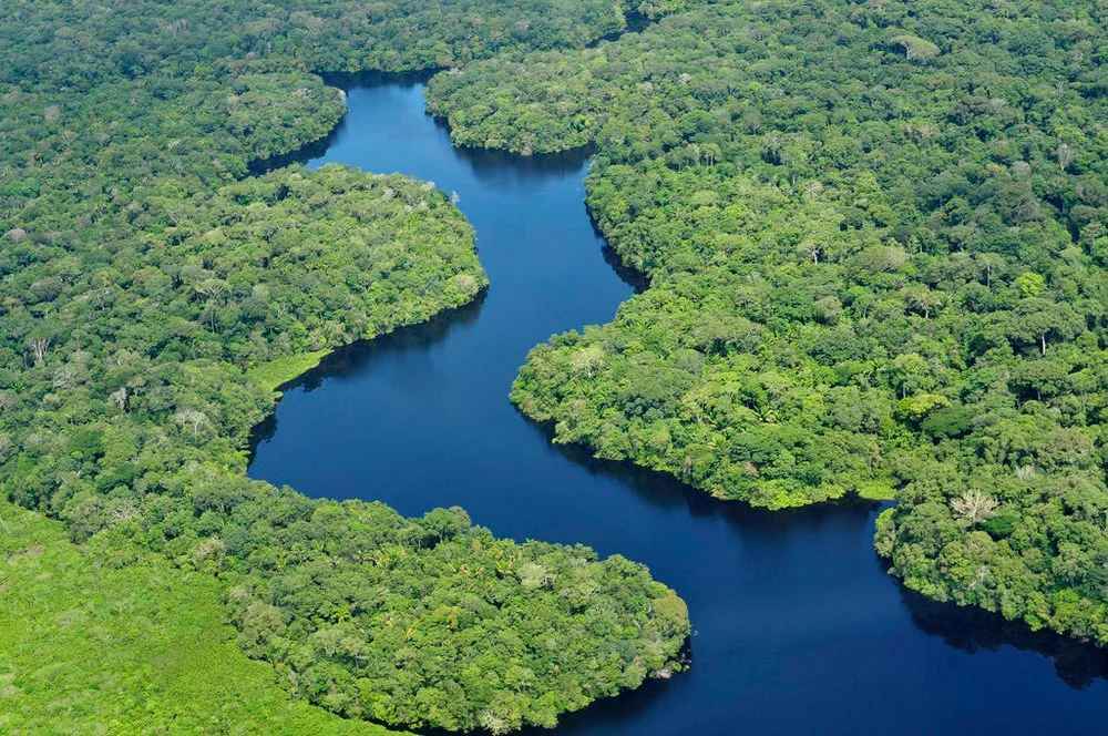 The+Amazon+Rainforest.jpg