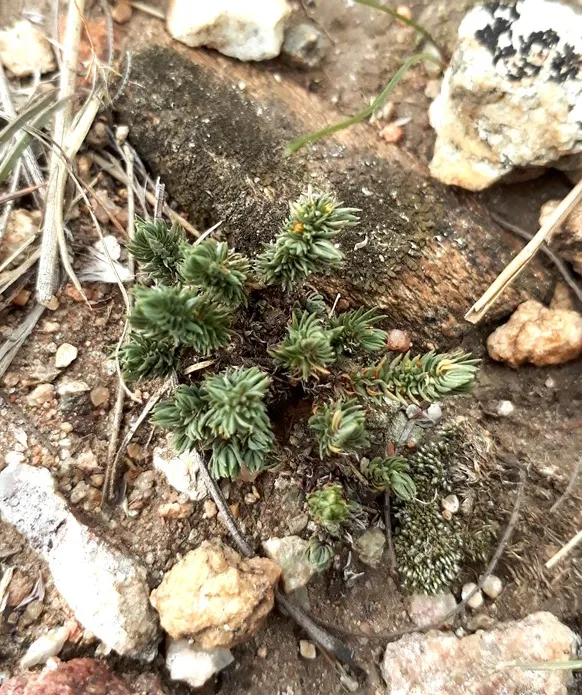 crassula lanceolata.jpg