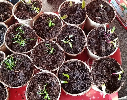 More gardening. 2.jpg