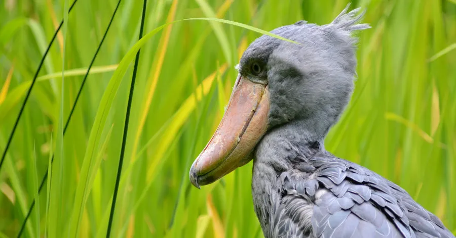 Balaeniceps_rex_small.jpg