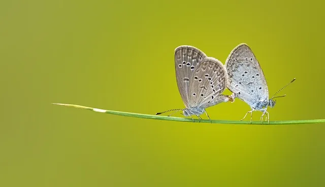 butterfly-1057768_640.jpg
