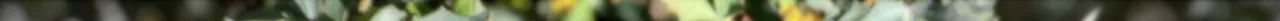 hollyvignettedesat 5.jpeg