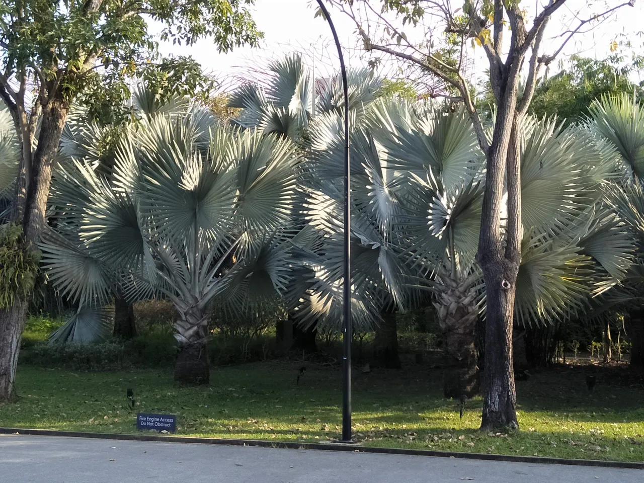 1 Bismarckia palm.jpg