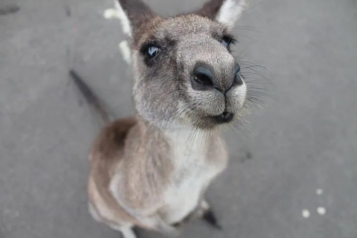 kangaroo-1149807__480.jpg