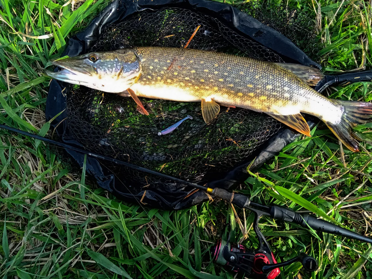 MVIMG_20190420_171012.jpg