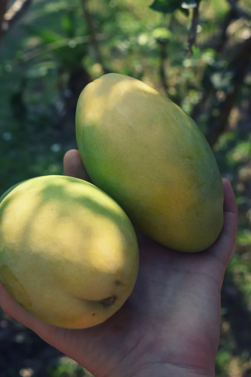 mango-turmeric-oats-2.jpg