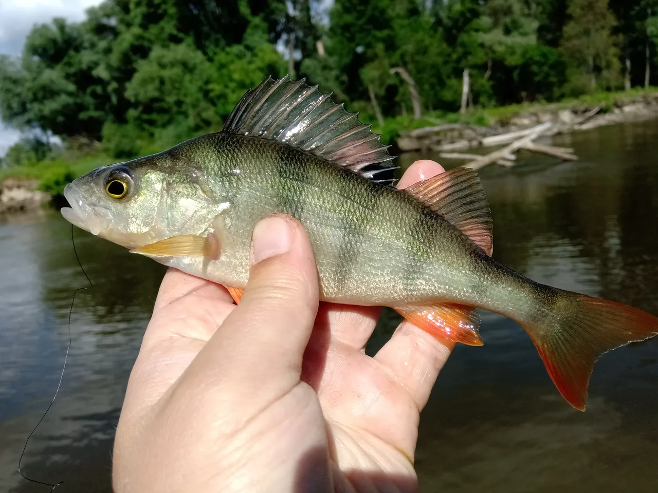MVIMG_20190629_093049.jpg