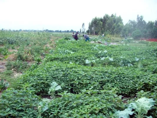 kajaga-10g-006.jpg.cf.jpg