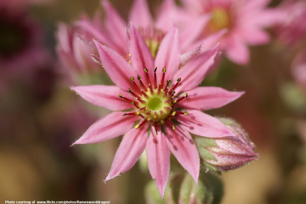 PinkFlower-002-120218.jpg