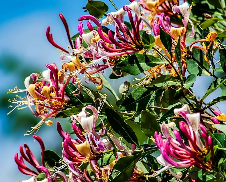 honeysuckleflowerspringcreeper  4.jpg