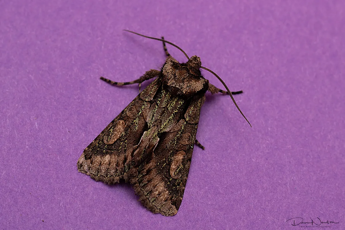 73.068 Green Brindled Crescent0032PP.jpg