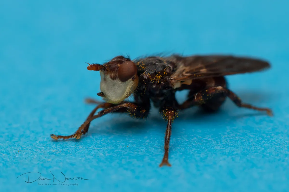 Conopsid Fly  Myopa testacea0015PP.jpg